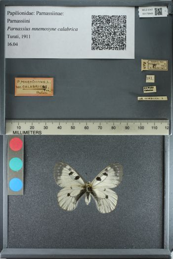 Media type: image;   Entomology 179949